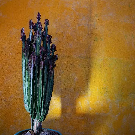 Casa Calderon Hondo, Design, Views And Poll Lajares * Corralejo