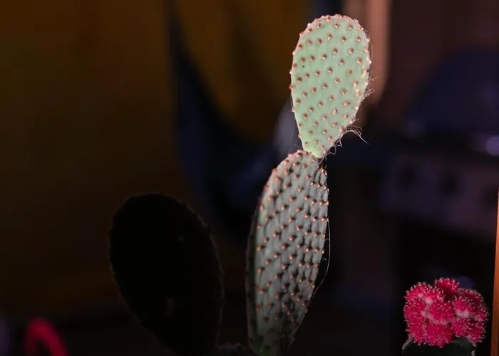 Casa Calderon Hondo, Design, Views&poll Lajares Corralejo