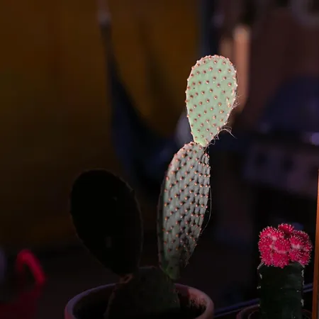 Casa Calderon Hondo, Design, Views And Poll Lajares Corralejo